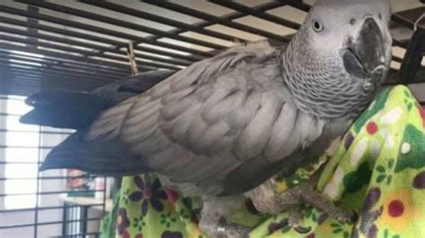 chanel the african grey|chanel parrot found not guilty.